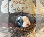Small Photo #29 Boston Terrier Puppy For Sale in MONTVILLE, OH, USA