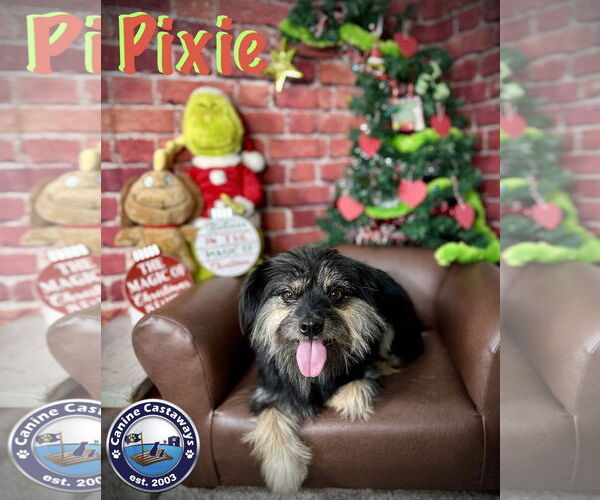 Medium Photo #3 Havanese-Unknown Mix Puppy For Sale in Arcadia, FL, USA