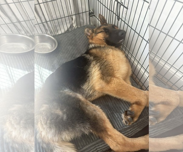 Medium Photo #6 German Shepherd Dog Puppy For Sale in Woodbury, NY, USA