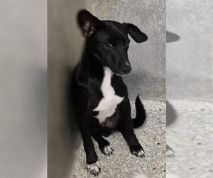 Mutt Dogs for adoption in Lodi, CA, USA