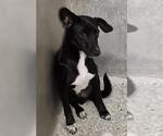 Small Mutt