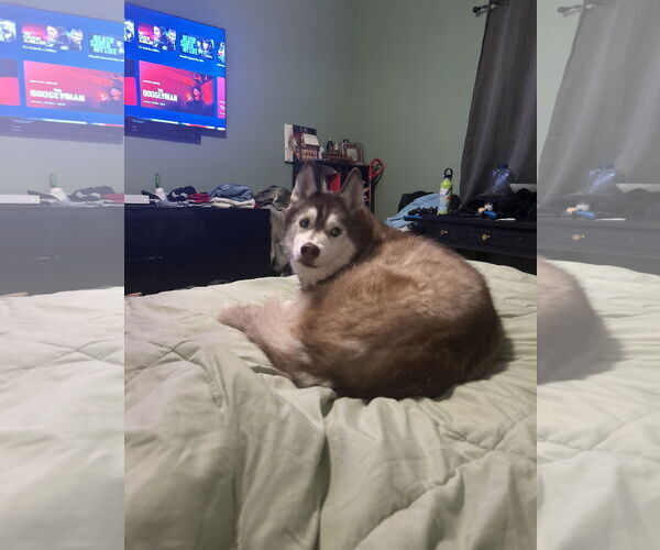 Medium Photo #2 Siberian Husky Puppy For Sale in Miami, FL, USA