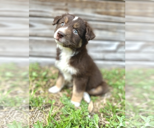 Medium Photo #1 Miniature Australian Shepherd Puppy For Sale in ORLANDO, FL, USA