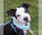 Small #19 Boxer Mix