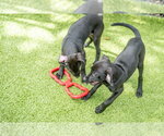Small #3 Labrador Retriever Mix