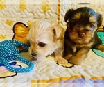 Small Photo #12 Yorkshire Terrier Puppy For Sale in FRESNO, CA, USA