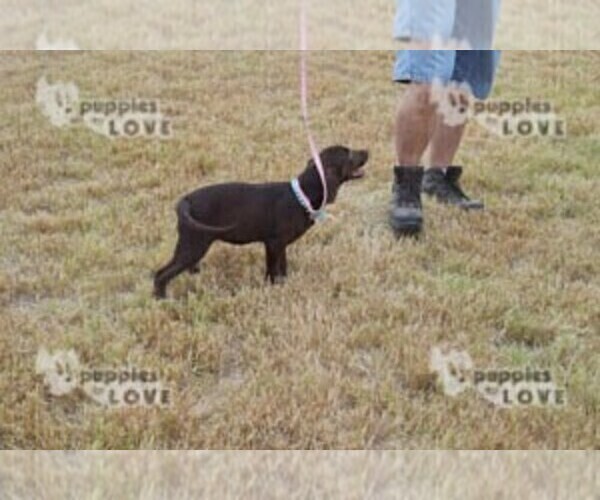 Full screen Photo #2 Labrador Retriever Puppy For Sale in SANGER, TX, USA