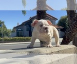 Puppy Bluey French Bulldog