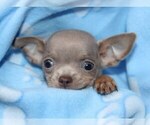 Small Photo #123 Chihuahua Puppy For Sale in CHARLESTON, AR, USA