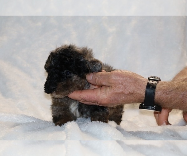 Medium Photo #11 ShihPoo Puppy For Sale in DYERSBURG, TN, USA