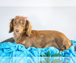 Small Photo #1 Dachshund Puppy For Sale in WAKARUSA, IN, USA