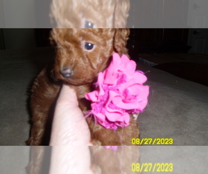 Medium Poodle (Miniature)