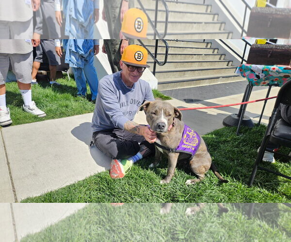 Medium Photo #2 American Pit Bull Terrier Puppy For Sale in Berkeley, CA, USA