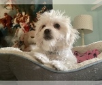 Small Photo #10 Zuchon Puppy For Sale in RENO, NV, USA