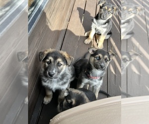 Alaskan Husky-German Shepherd Dog Mix Litter for sale in DRY FORK, VA, USA