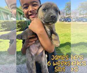 Mutt Dogs for adoption in Woodbury, NY, USA