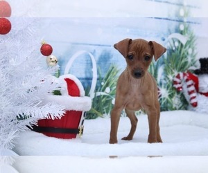 Miniature Pinscher Puppy for sale in MARIETTA, GA, USA