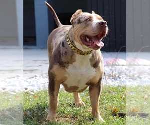 Mother of the American Bully puppies born on 05/16/2022