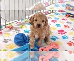 Small #10 Cavapoo mix (+ Poodle Miniature)