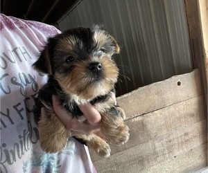 Yorkshire Terrier Puppy for sale in MUNFORDVILLE, KY, USA