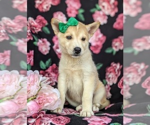 Medium Labrador Retriever-Siberian Husky Mix