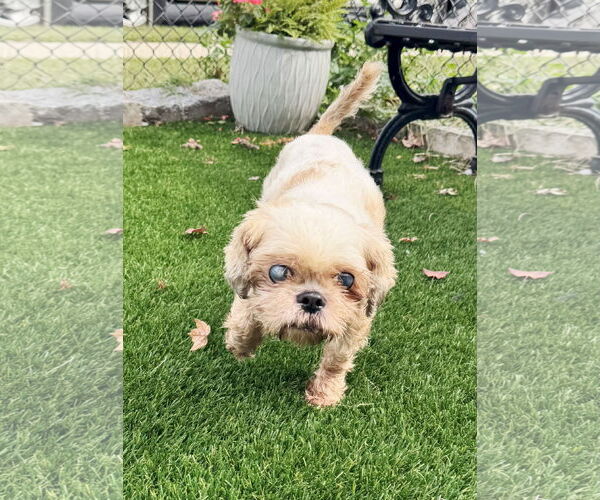 Medium Photo #2 Shih Tzu Puppy For Sale in Perth Amboy, NJ, USA