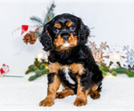 Small #1 Cavalier King Charles Spaniel