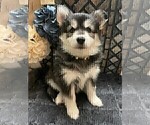 Small #4 Pomsky