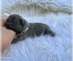 Small #44 French Bulldog