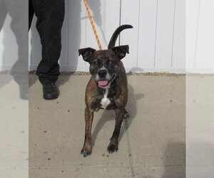 Boxer-Unknown Mix Dogs for adoption in Louisville, KY, USA