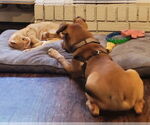 Small #6 Labrador Retriever Mix
