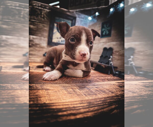 Medium Photo #3 Mutt Puppy For Sale in New London, WI, USA