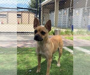 Chihuahua Dogs for adoption in Sugar Land, TX, USA