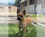 CANDY - Female Chihuahua Dog for Adoption - Small photo