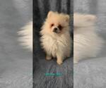 Puppy Bilbo AKC Pomeranian