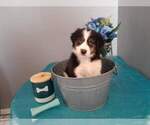 Small Photo #3 Border-Aussie Puppy For Sale in GREENSBURG, IN, USA