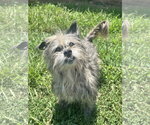 Small Mutt
