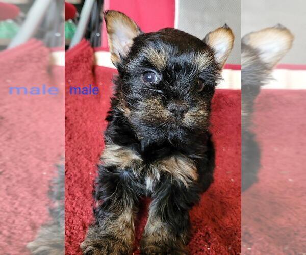 Medium Photo #3 Yorkshire Terrier Puppy For Sale in CONKLIN, NY, USA