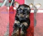 Small #2 Yorkshire Terrier