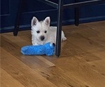 Small #2 West Highland White Terrier