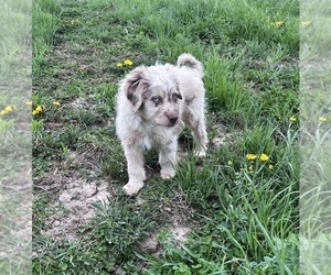 Aussiedoodle Miniature  Dog for Adoption in UNIONVILLE, Iowa USA