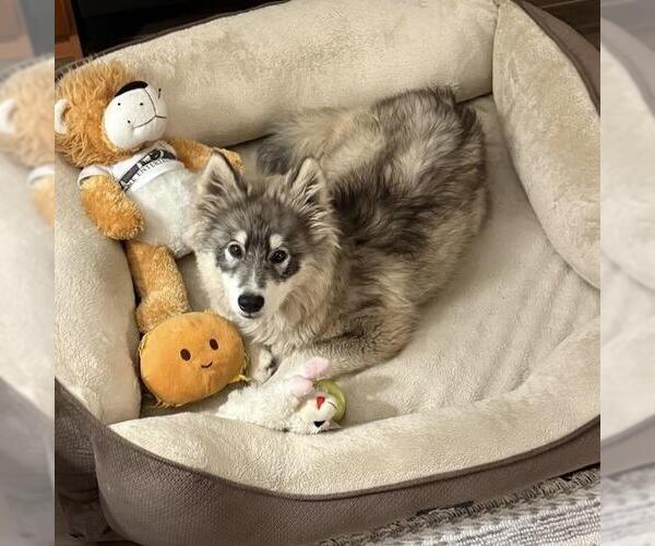 Medium Photo #3 Siberian Husky Puppy For Sale in San Diego, CA, USA