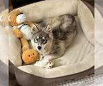 Small #2 Siberian Husky