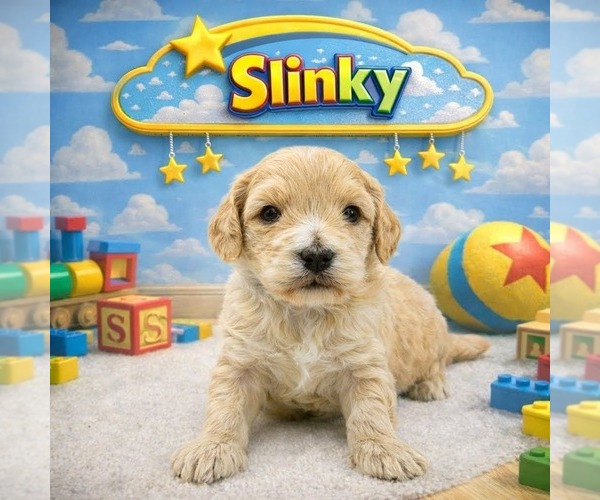 Medium Photo #1 Cavapoo (Miniature)-Saint Berdoodle Mix Puppy For Sale in MILLVILLE, MN, USA