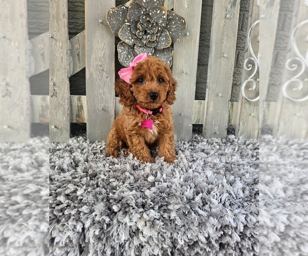 Medium Photo #4 Poodle (Miniature) Puppy For Sale in INDIANAPOLIS, IN, USA