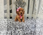 Small #3 Poodle (Miniature)