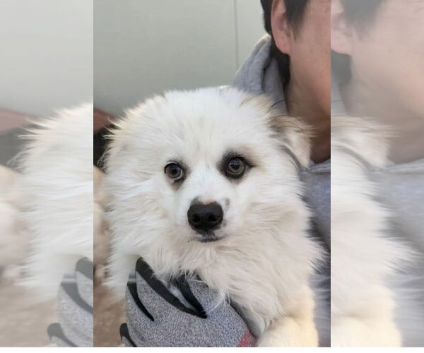 Medium Photo #1 Pomeranian-pomeranian spitz Mix Puppy For Sale in Agoura Hills, CA, USA