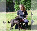 Small #1 Labrador Retriever Mix