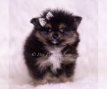 Small #4 Pomeranian