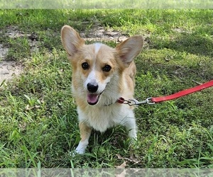 Mother of the Pembroke Welsh Corgi puppies born on 07/17/2023